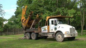 Пересадка деревьев