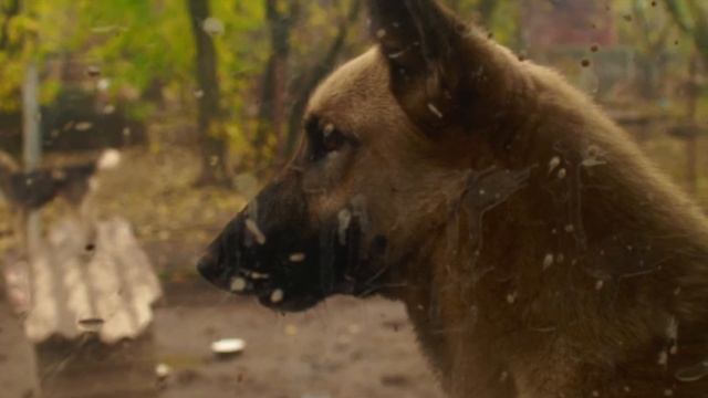 Гостомельский приют смотреть онлайн