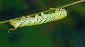 Мёртвая голова (бабочка). Семейство бражников.
