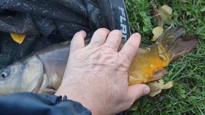 Карп на супер насадку-Нут!(турецкий горох,пузырник,нахат,горох шиш)Рыбалка в полводы.Поплавок,осень