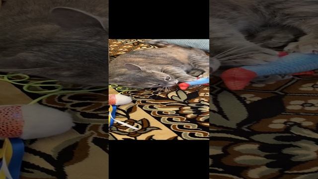 Мелисса Киса