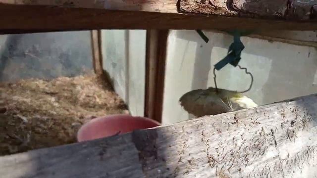 едем на дачу купили маленьких кроликов смотреть онлайн