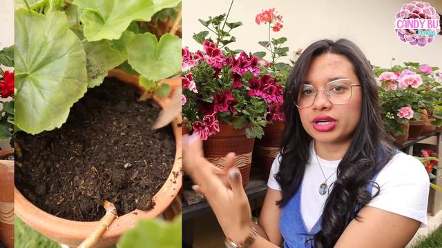 Razones por las que no florecen los GERANIOS, MALVONES, NOVIOS, CARDENALES │Candy Bu смотреть онлайн