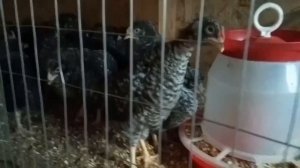 Гриз Бар уже в загоне