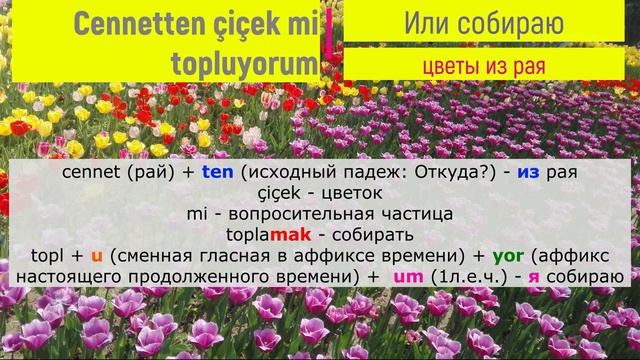 Разбор турецких песен - Zehra (Cennetten Çiçek)
