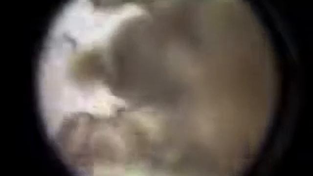 Ушной клещ под микроскопом смотреть онлайн