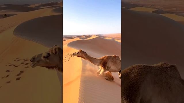 Sayoxat olami смотреть онлайн