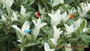 Бересклет японский Пьеролино (perolino) ? обзор: как сажать, саженцы бересклета Пьеролино