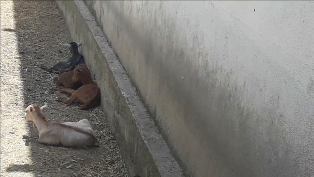 СОСКУЧИЛИСЬ?Мы тоже;))НАША ФЕРМА. смотреть онлайн