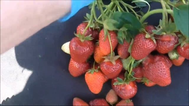 МАРИСОЛЬ  -   привлекательная новинка 2018 года.