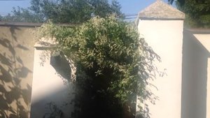 Кустарник "Горец"!