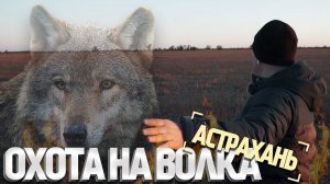 Волки разорвали 9 лошадей! Охота на волка в дельте Волги, Астрахань.