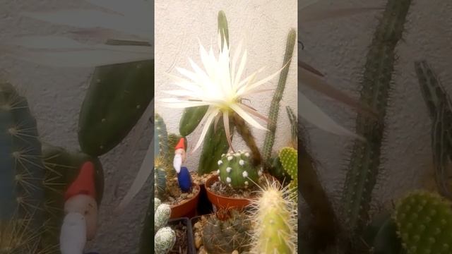 Cactus echinopsis subdenudata