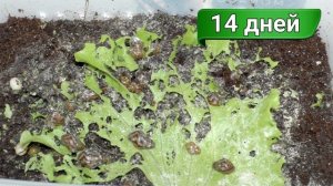 Улитки ахатины – 2 недели. Отбраковка улиток. Маленькие улитята