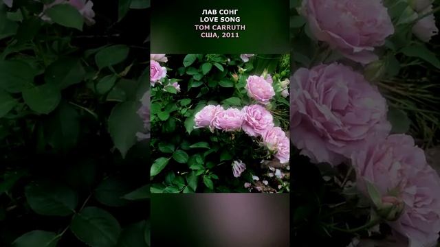 Роза Лав Сонг в моем саду 6 августа 2021. Love Song Rose in my garden. #shorts,