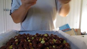 сушка зизифуса(жожобы) в духовке - jojoba aszalása sütőben