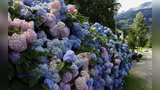 Сирень в ландшафтном дизайне смотреть онлайн