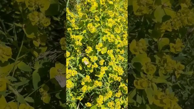 Молочай цветет / Milkweed blooms