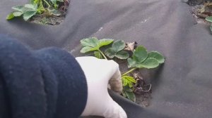 (159) Агроволокно и клубника! Личные секреты и тонкости
