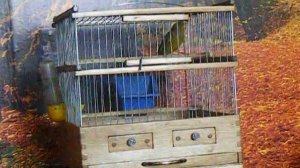 Гибрид зеленушка+канарейка