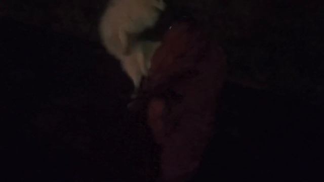 Подружка нашего пса - молодая Кана корса Изи смотреть онлайн