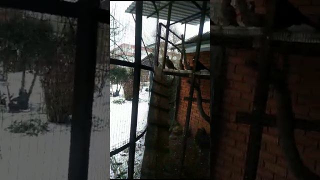 Охотничий фазан