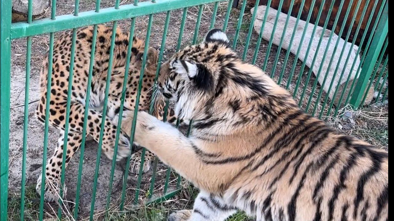Тигренок решила подружиться с Леопардом ?или лучше Питбуль?)