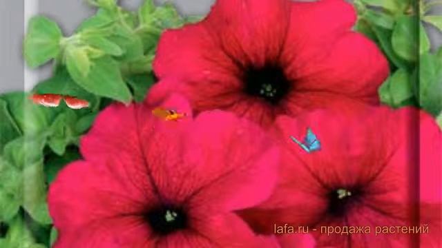 Петуния крупноцветковая Тоуга F1 (touga f1) ? Тоуга F1 обзор: как сажать, семена петунии Тоуга F1 смотреть онлайн
