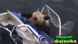 приколы