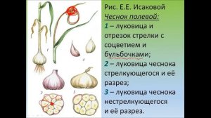 Повторение предыдущего урока, Луковица, берримор и колючка. 14 урок по онлайн-кружку "Ботаника".