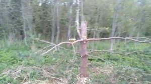 Первичная формировка ниваки из сломанной большой сосны.