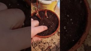 Ирезине. Пересадка, обрезка, уход.