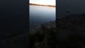 Как эхолот Тослон 500 показывает наличие рыбы