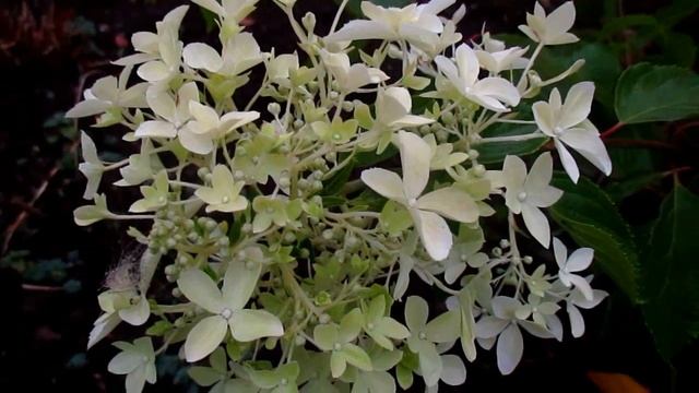 ✿➽ Метельчатая гортензия Dentelle de Gorron (Дентель де Горрон).Первое цветение смотреть онлайн