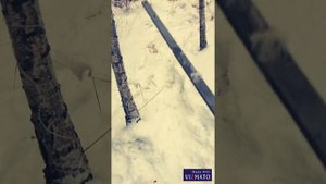 3 способа поймать утку или селезня без ружья(Советы,ужасы,приколы)