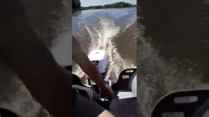 Сельва 6 л. сил