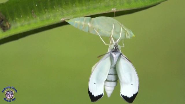 A Mottled Emigrant (Catopsilia pyranthe) emerging from its pupal case смотреть онлайн