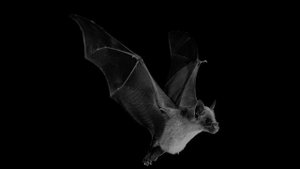 СКОРОСТЬ ПОЛЁТА ЛЕТУЧИХ МЫШЕЙ