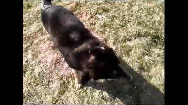 Амур(с.Ильино-Заборское)Jaidee Baker. смотреть онлайн