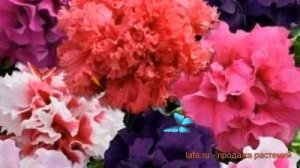 Петуния махровая Глориас микс (glorias miks) ? обзор: как сажать, семена петунии Глориас микс