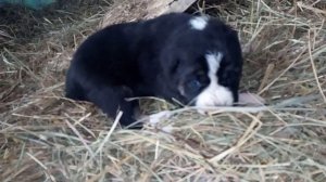 Mini test for puppy of Central Asian Shepherd. Female-3/ Мини тест для щенка САО. Сука-3.