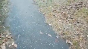 КБР ст. Котляревская  Осень, Калина красная.
