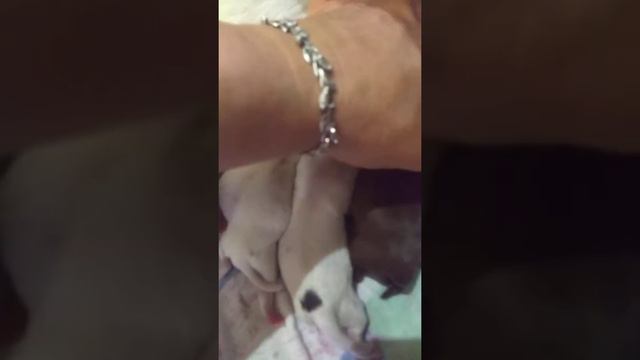 Роды Чихуахуа,5 новорожденных щенков