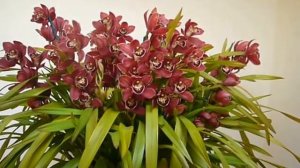 Цимбидиум (Cymbidium) цветение!!!