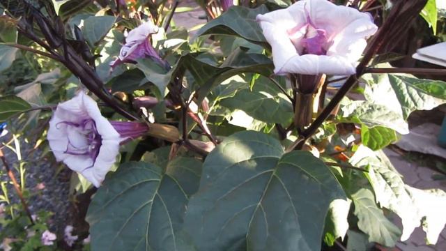 #Не вошедшие кадры. #Цветы#. смотреть онлайн