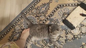 КОШКА ХОЧЕТ КОТА / ЧТО ДЕЛАТЬ / Неприличное видео / КОШКИН ДОМ