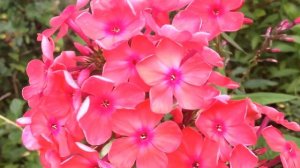 Флоксы в саду . Часть2.