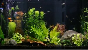 Общий пресноводный аквариум