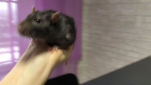 Эксперимент с крысами ?