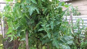 САМЫЙ БОЛЕЗНЕУСТОЙЧИВЫЙ ТОМАТ "ОЧАРОВАНИЕ". Ольга Чернова.